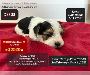 Morkie Puppy for sale in TUCSON, AZ, USA