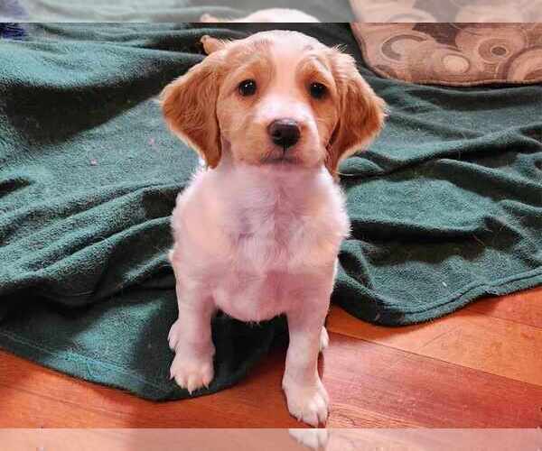 Medium Photo #1 Brittany Puppy For Sale in WESTFIR, OR, USA