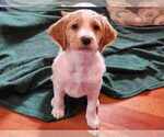 Small Photo #1 Brittany Puppy For Sale in WESTFIR, OR, USA
