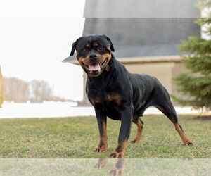 Mother of the Rottweiler puppies born on 12/28/2021