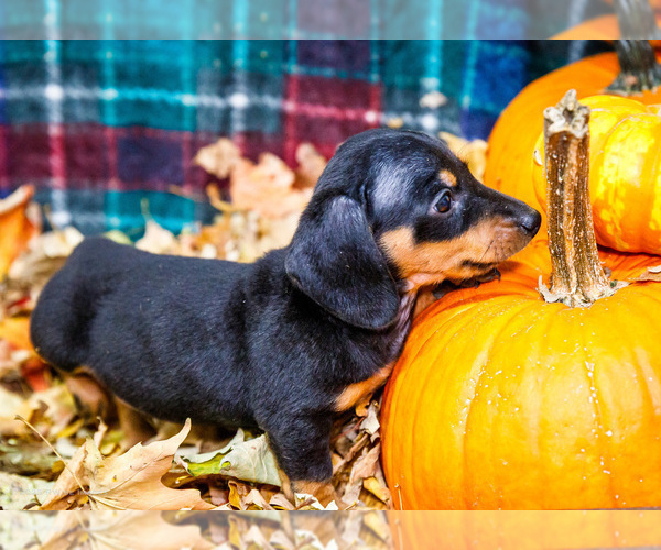 Medium Photo #47 Dachshund Puppy For Sale in WAKARUSA, IN, USA