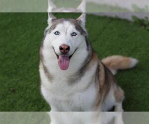 Siberian Husky-Unknown Mix Dogs for adoption in Grand Prairie, TX, USA