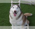 HACHI - Female Siberian Husky-Unknown Mix Dog for Adoption - Small photo