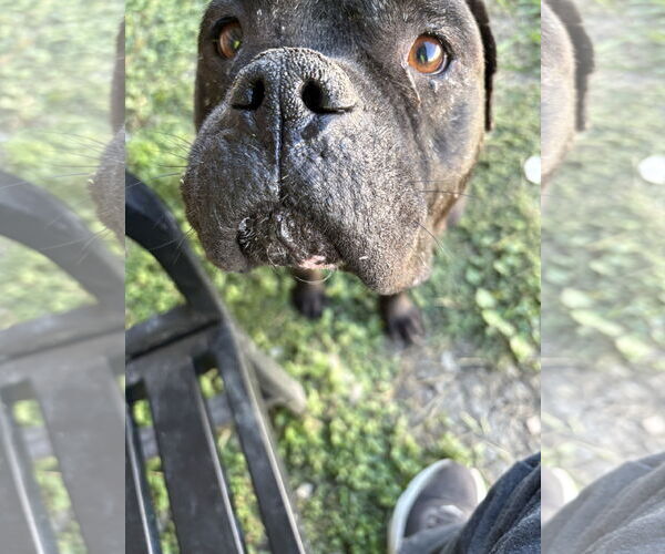 Medium Photo #3 American Bulldog-Unknown Mix Puppy For Sale in Rowlett, TX, USA