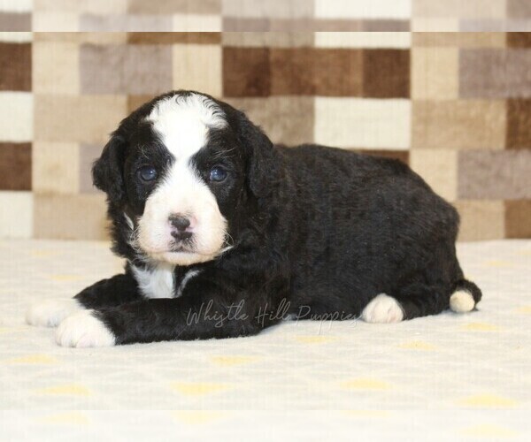 Medium Photo #2 Bernedoodle (Miniature) Puppy For Sale in DENVER, PA, USA