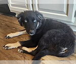 Small #1 Australian Shepherd Mix