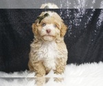 Puppy Bullet AKC Poodle (Toy)