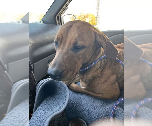 Medium Photo #4 Mutt Puppy For Sale in Evansville, IN, USA