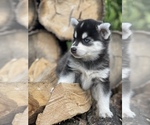 Small Photo #20 Alaskan Klee Kai-Pomsky Mix Puppy For Sale in STAPLES, MN, USA