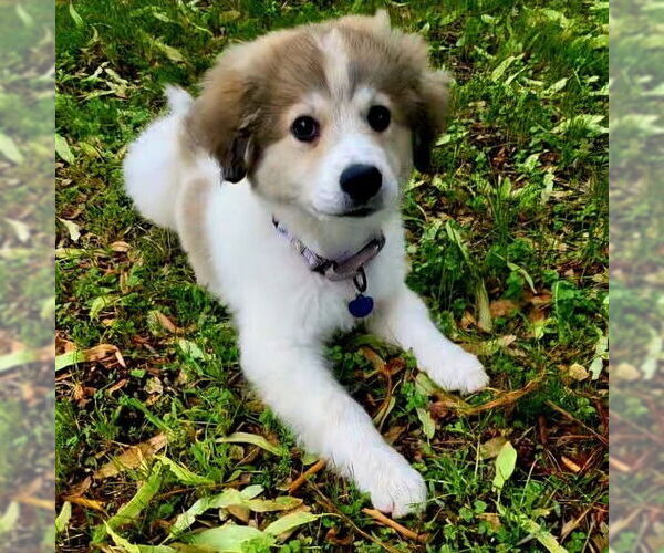 Medium Photo #2 Great Pyrenees-Unknown Mix Puppy For Sale in Plymouth, MN, USA
