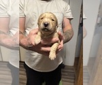 Puppy Black Golden Retriever