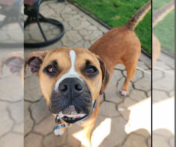 Medium Photo #9 Boxer-Unknown Mix Puppy For Sale in Sheboygan, WI, USA
