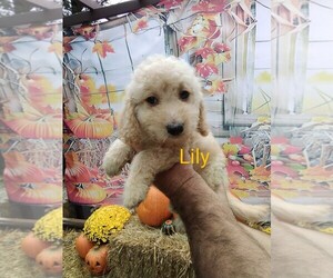 Goldendoodle (Miniature) Puppy for sale in WEST HARRISON, IN, USA