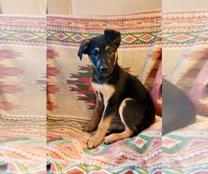 Shepradors Dogs for adoption in SHERBURNE, NY, USA