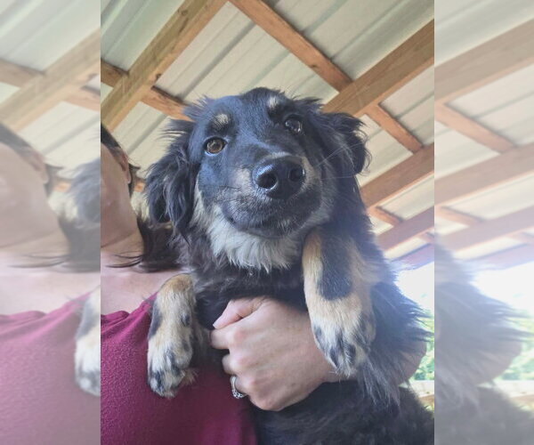 Medium Photo #2 Mutt Puppy For Sale in Aurora, IN, USA