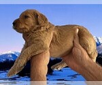 Small #3 Goldendoodle