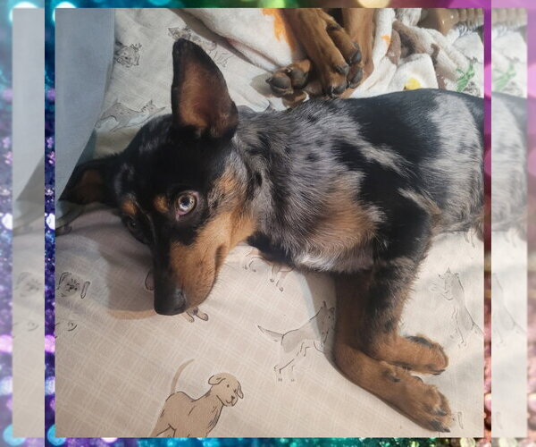 Medium Photo #2 Australian Shepherd-Unknown Mix Puppy For Sale in FAIRLAWN, OH, USA