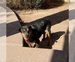 Small Photo #7 Australian Kelpie-Unknown Mix Puppy For Sale in phoenix, AZ, USA