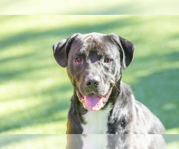 Medium Photo #2 Rottweiler-Unknown Mix Puppy For Sale in Hilton Head, SC, USA