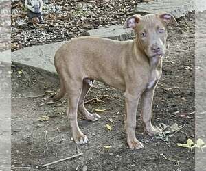 Labrador Retriever-Unknown Mix Dogs for adoption in SHERBURNE, NY, USA