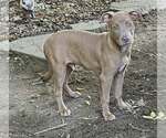 Puppy 5 (NY-Shari) - Male Labrador Retriever-Unknown Mix Dog for Adoption - Small photo