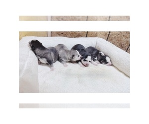 Siberian Husky Puppy for sale in EAGLEVILLE, MO, USA