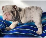 Puppy 7 Bulldog