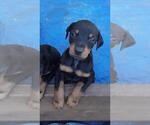 Small Photo #5 Doberman Pinscher Puppy For Sale in WESTWOOD, CA, USA