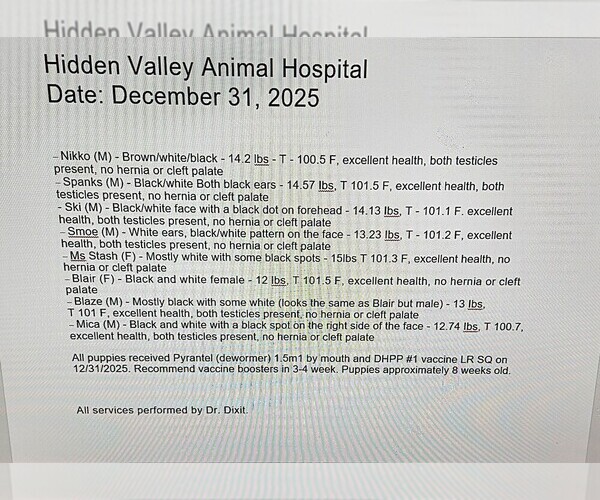 Medium Photo #4 American Bulldog Puppy For Sale in INDEPENDENCE, MO, USA