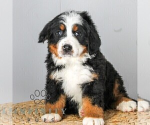 Medium Bernese Mountain Dog