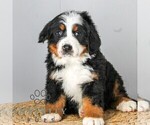 Small Bernese Mountain Dog