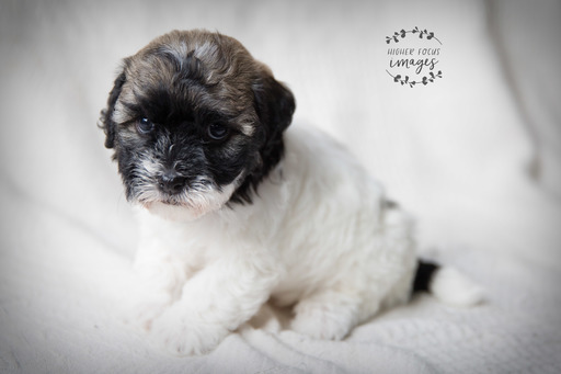 Medium Photo #5 Havanese Puppy For Sale in SHELBY, OH, USA