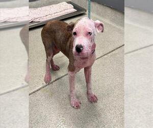 Staffordshire Bull Terrier-Unknown Mix Dogs for adoption in Tallahassee, FL, USA