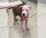 Small Staffordshire Bull Terrier Mix