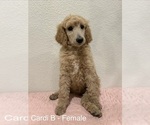 Puppy Cardi B Poodle (Standard)