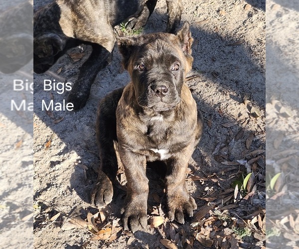 Medium Photo #3 Cane Corso Puppy For Sale in PITTSVIEW, AL, USA