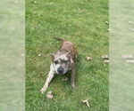 Small #15 American Pit Bull Terrier Mix