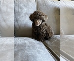 Small #10 Poodle (Toy)