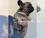 Small Photo #2 French Bulldog Puppy For Sale in JAMESTOWN, TN, USA
