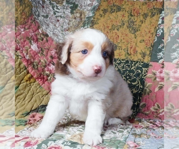 Medium Photo #15 Miniature Australian Shepherd Puppy For Sale in HARRISON, OH, USA