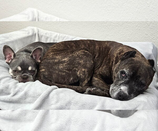Medium Photo #5 French Bulldog Puppy For Sale in Carlsbad, CA, USA