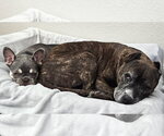 Small #4 French Bulldog