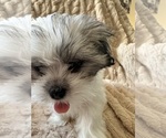 Small Photo #16 Mal-Shi Puppy For Sale in ROGERS, MN, USA