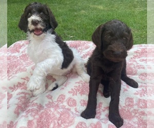 Double Doodle Puppy for sale in ARNOLD, MD, USA