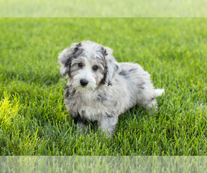 Miniature Bernedoodle-Poodle (Miniature) Mix Puppy for sale in SHIPSHEWANA, IN, USA
