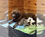Image preview for Ad Listing. Nickname: Litter of 4