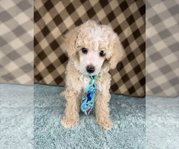 Medium Photo #1 Poodle (Toy) Puppy For Sale in OCOEE, FL, USA