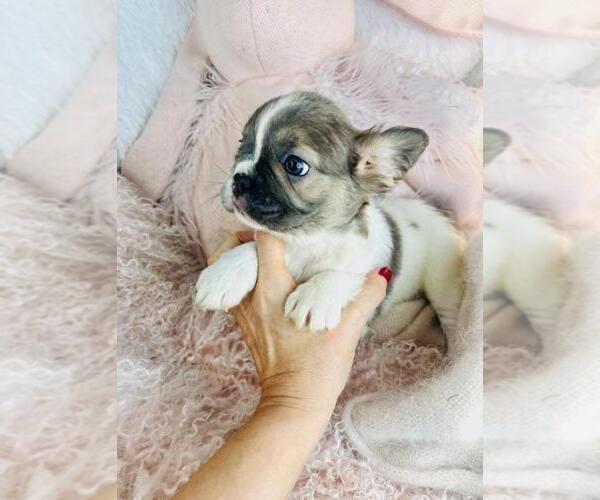 Medium Photo #6 French Bulldog Puppy For Sale in WEST PALM BEACH, FL, USA