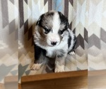 Small #2 Miniature Australian Shepherd