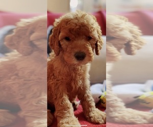 Labradoodle Puppy for sale in MIDLOTHIAN, TX, USA